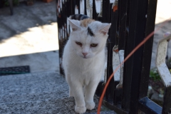 DSC_0002